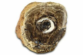 Polished Fossil Stromatolite Colony on Petrified Wood - Utah #365911