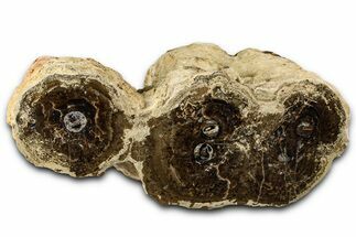 Polished Fossil Stromatolite Colony on Petrified Reed - Utah #365971