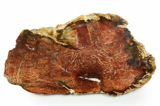 Colorful Polished Petrified Wood Slab - Cherry Creek, NV #365984