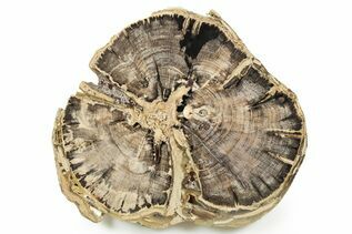 Premium Specimens For Sale