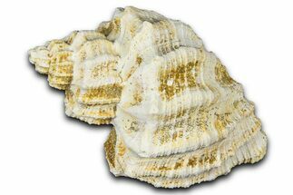 Miocene Fossil Nutmeg Snail (Trigonostoma) Shell - France #365473