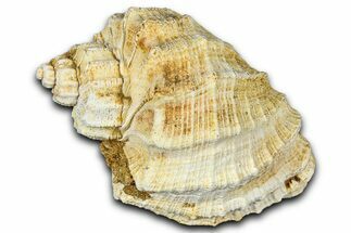 Miocene Fossil Nutmeg Snail (Trigonostoma) Shell - France #365481
