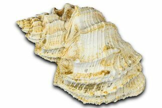 Miocene Fossil Nutmeg Snail (Trigonostoma) Shell - France #365482