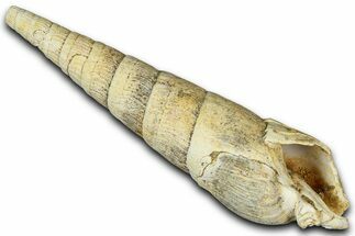 Miocene Fossil Sea Snail (Subula) Shell - France #365488