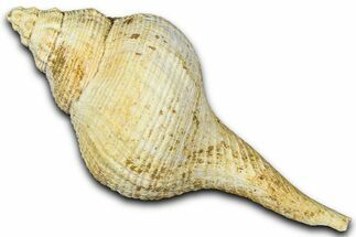 Miocene Fossil Sea Snail (Euthriofusus) Shell - France #365536