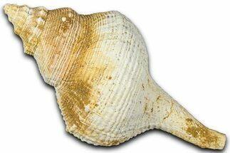 Miocene Fossil Sea Snail (Euthriofusus) Shell - France #365546
