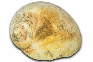 Miocene Fossil Sea Snail (Natica) Shell - France #365551