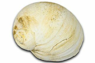 Miocene Fossil Sea Snail (Natica) Shell - France #365552