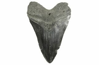 Fossil Megalodon Tooth - South Carolina #365770