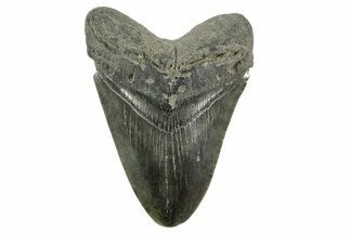 Fossil Megalodon Tooth - South Carolina #365771