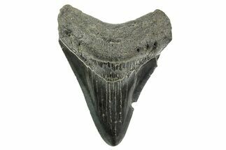 Fossil Megalodon Tooth - South Carolina #365779