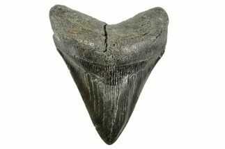 Fossil Megalodon Tooth - South Carolina #365796