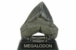 Bargain, Fossil Megalodon Tooth - South Carolina #365804