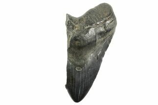 Partial Fossil Megalodon Tooth - South Carolina #365806