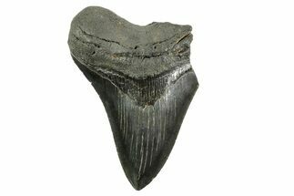 Partial Fossil Megalodon Tooth - Serrated Blade #365809