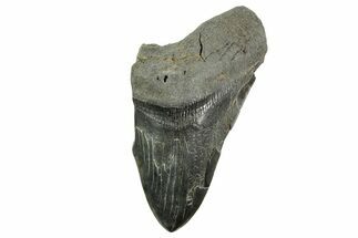Partial Fossil Megalodon Tooth - South Carolina #365811