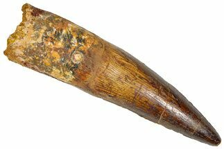 Fossil Spinosaurus Tooth - Real Dinosaur Tooth #365611