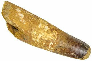 Fossil Spinosaurus Tooth - Feeding Worn Tip #365612