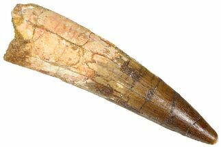 Fossil Spinosaurus Tooth - Real Dinosaur Tooth #365614