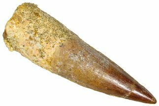Fossil Spinosaurus Tooth - Beautiful Preservation #365618