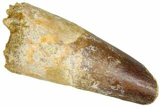 Fossil Spinosaurus Tooth - Feeding Worn Tip #365623