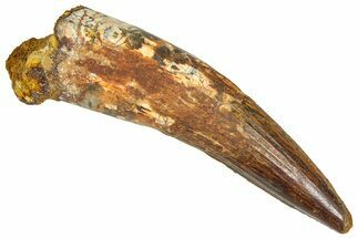 Fossil Spinosaurus Tooth - Real Dinosaur Tooth #365626