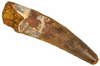 Fossil Spinosaurus Tooth - Real Dinosaur Tooth #365629
