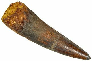 Fossil Spinosaurus Tooth - Real Dinosaur Tooth #365633