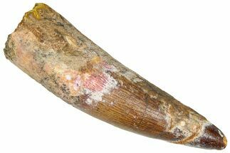 Fossil Spinosaurus Tooth - Real Dinosaur Tooth #365649