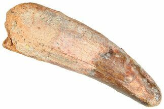 Real Fossil Spinosaurus Tooth - Feeding Worn Tip #365661