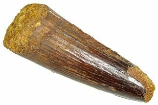 Fossil Spinosaurus Tooth - Real Dinosaur Tooth #366463