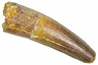 Fossil Spinosaurus Tooth - Real Dinosaur Tooth #366468