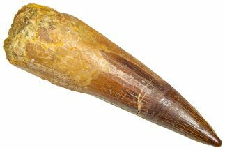 Fossil Spinosaurus Tooth - Real Dinosaur Tooth #366474
