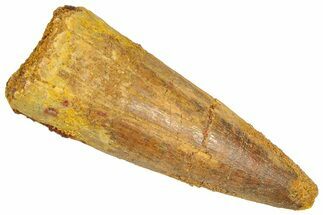 Fossil Spinosaurus Tooth - Real Dinosaur Tooth #366477