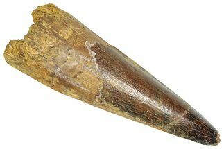 Fossil Spinosaurus Tooth - Real Dinosaur Tooth #366481