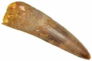 Fossil Spinosaurus Tooth - Real Dinosaur Tooth #366498