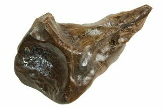 Sub-Adult Dinosaur (Triceratops) Tooth - Wyoming #364352