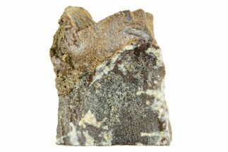 Fossil Triceratops Shed Tooth - Wyoming #364360