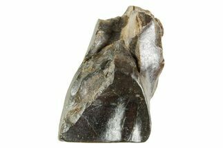 Fossil Triceratops Shed Tooth - Wyoming #364365