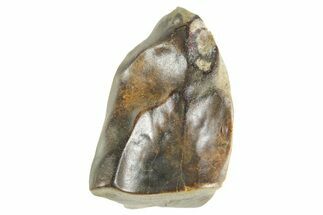 Fossil Triceratops Shed Tooth - Wyoming #364366