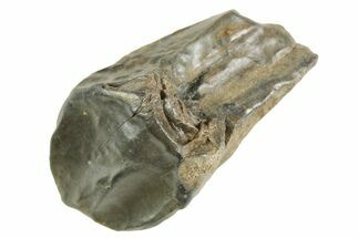 Unworn Sub-Adult Dinosaur (Triceratops) Tooth - Wyoming #364371