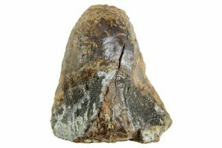 Fossil Triceratops Shed Tooth - Wyoming #364374