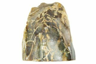 Fossil Triceratops Shed Tooth - Wyoming #364377