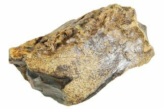 Partial Fossil Triceratops Tooth - Wyoming #364381