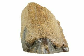 Fossil Triceratops Shed Tooth - Montana #364391