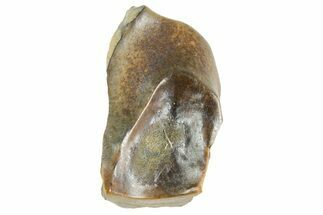 Fossil Triceratops Shed Tooth - Montana #364396