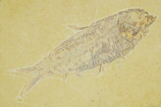 Detailed Fossil Fish (Knightia) - Wyoming #363885