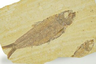 Detailed Fossil Fish (Knightia) - Wyoming #363887