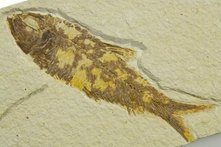 Detailed Fossil Fish (Knightia) - Wyoming #363897