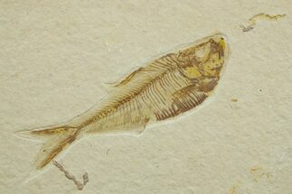 Detailed Fossil Fish (Diplomystus) - Wyoming #363902